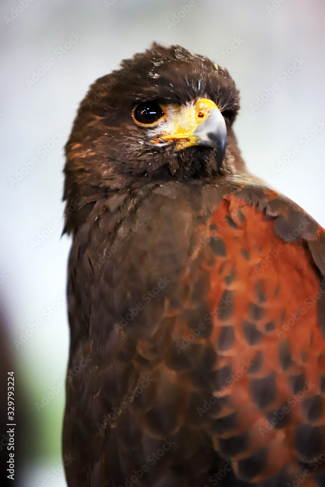 Falconry. Harris hawk (Parabuteo unicinctus) bird of prey Falconry. Harris hawk (Parabuteo unicinctus) bird of prey