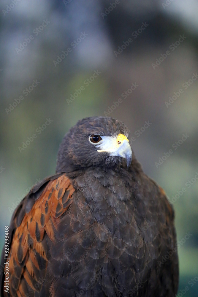 Obraz premium Falconry. Harris hawk (Parabuteo unicinctus) bird of prey
