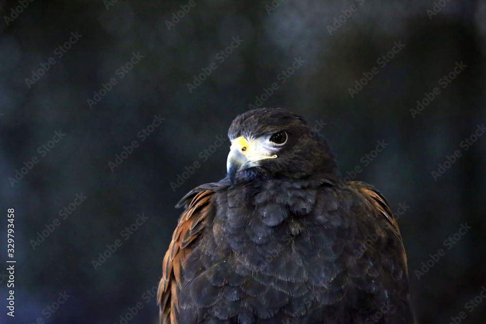 Falconry. Harris hawk (Parabuteo unicinctus) bird of prey Falconry. Harris hawk (Parabuteo unicinctus) bird of prey