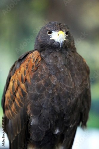 Falconry. Harris hawk (Parabuteo unicinctus) bird of prey