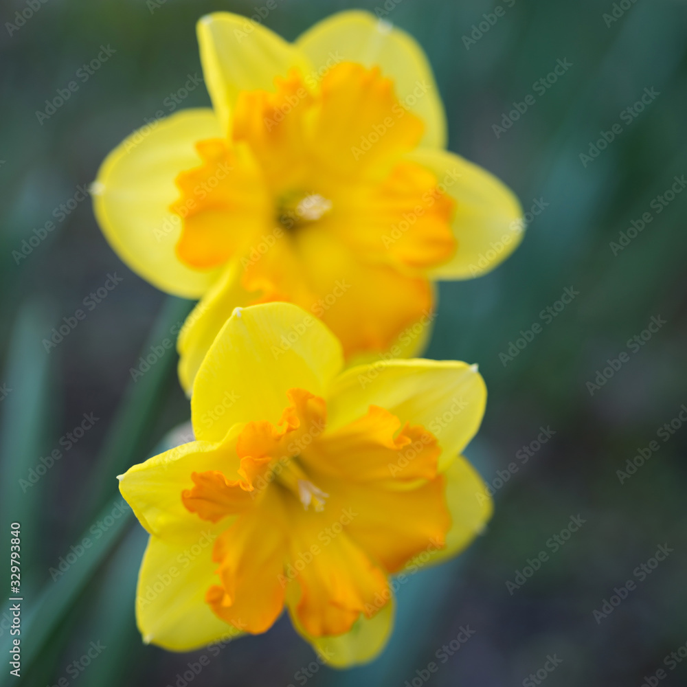 Yellow daffodils flowers close up, soft focus