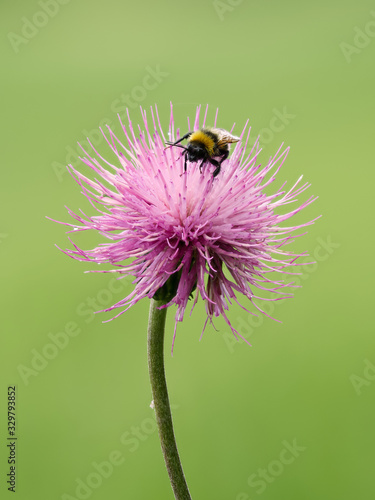 Bumblebee sucks nectar from the flower. Summer close up image of a hairy insect.