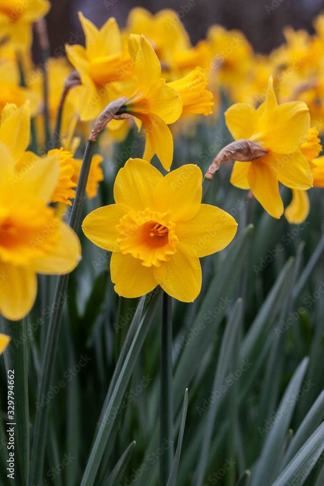 daffodils in garden daffodils in garden