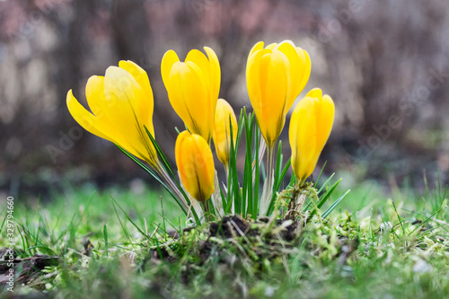 Close up of yellow crocus flowers in springtime.