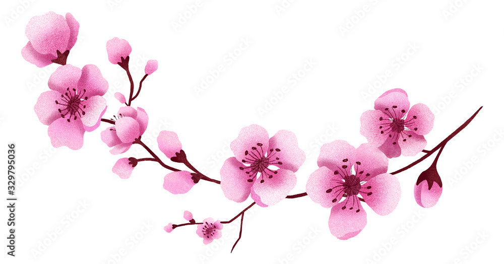 Hand drawn isolated cherry blossom branch. Sakura flowers illustration clipart. Sakura slossom. Botanical illustration. Floral arrangement. 
