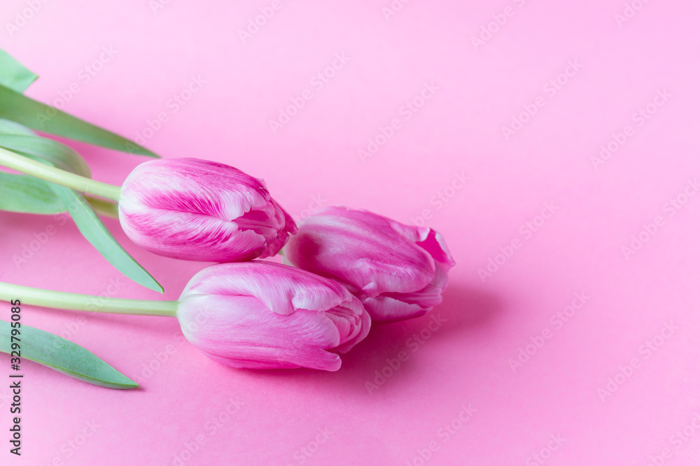 Three pink spring tulips on pink paper background. Photo with copy blank space.