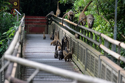 ハナグマ　イグアス国立公園 photo