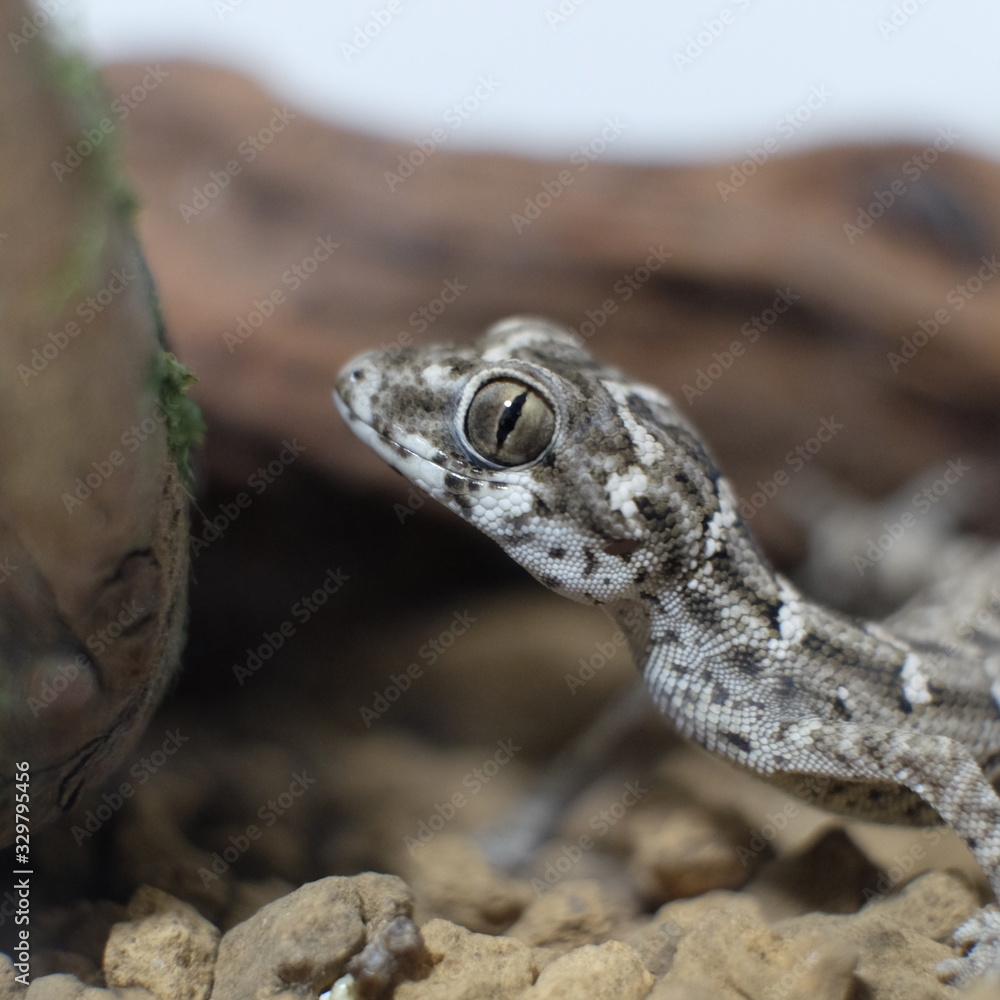 Obraz premium Pictures of reptiles kept with pets