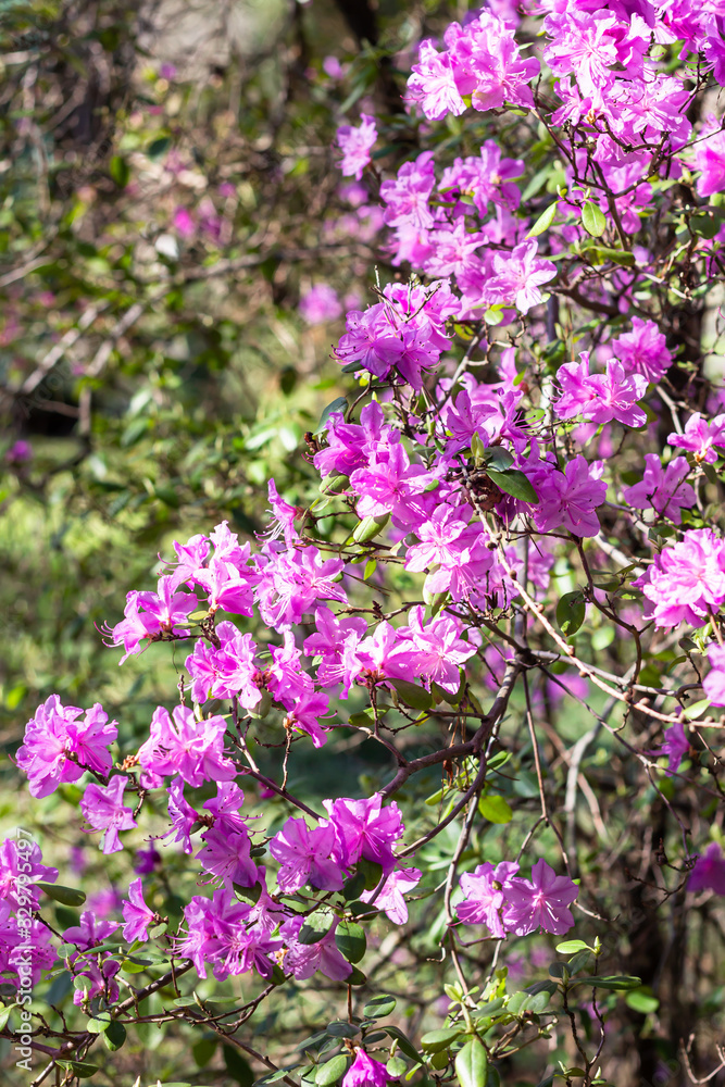 Beautiful pink rhododendron (azalea) bushes in a spring park, blurred background. 