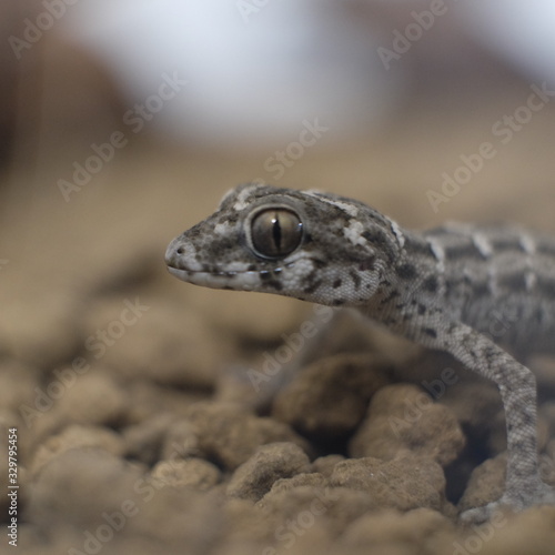 Pictures of reptiles kept with pets