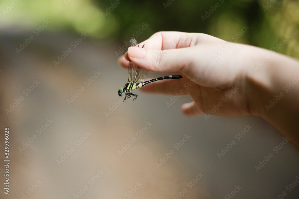 Obraz premium トンボを捕まえている手