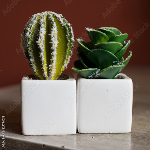 A small green cactus in a pot on a red background. Houseplant. Interior