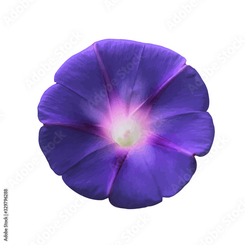 Blue flower, bindweed, on a white background in vector illustration.. ©  Tina