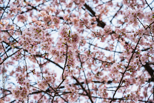 桜の群生