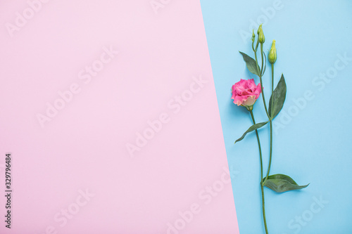 Beautiful eustoma on multicolored paper backgrounds with copy space. Spring, summer, flowers, color concept. Flower delivery