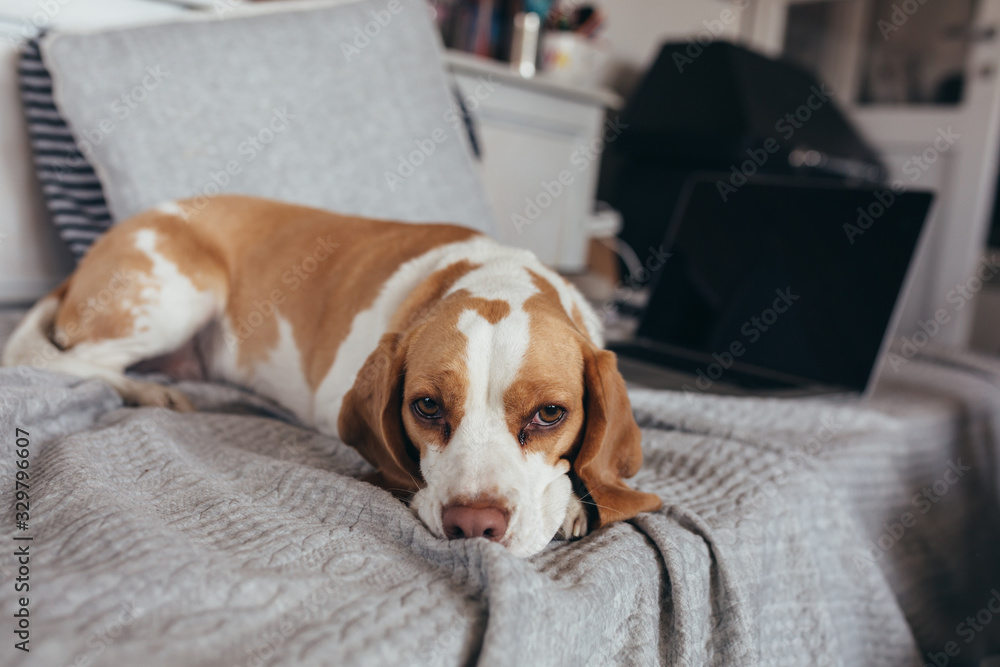 close up of dog laying on sofa in room close up of dog laying on sofa in room