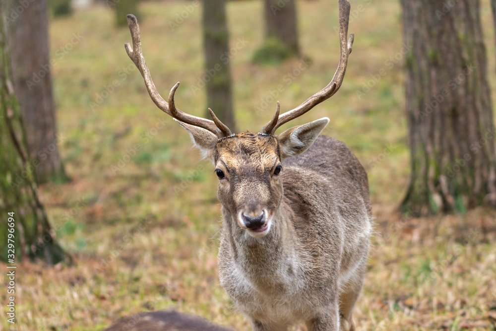 ein junger Damhirsch ein junger Damhirsch