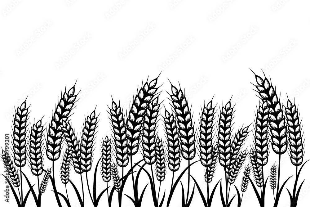 Field of Wheat , Barley or rye on a white background Field of Wheat , Barley or rye on a white background