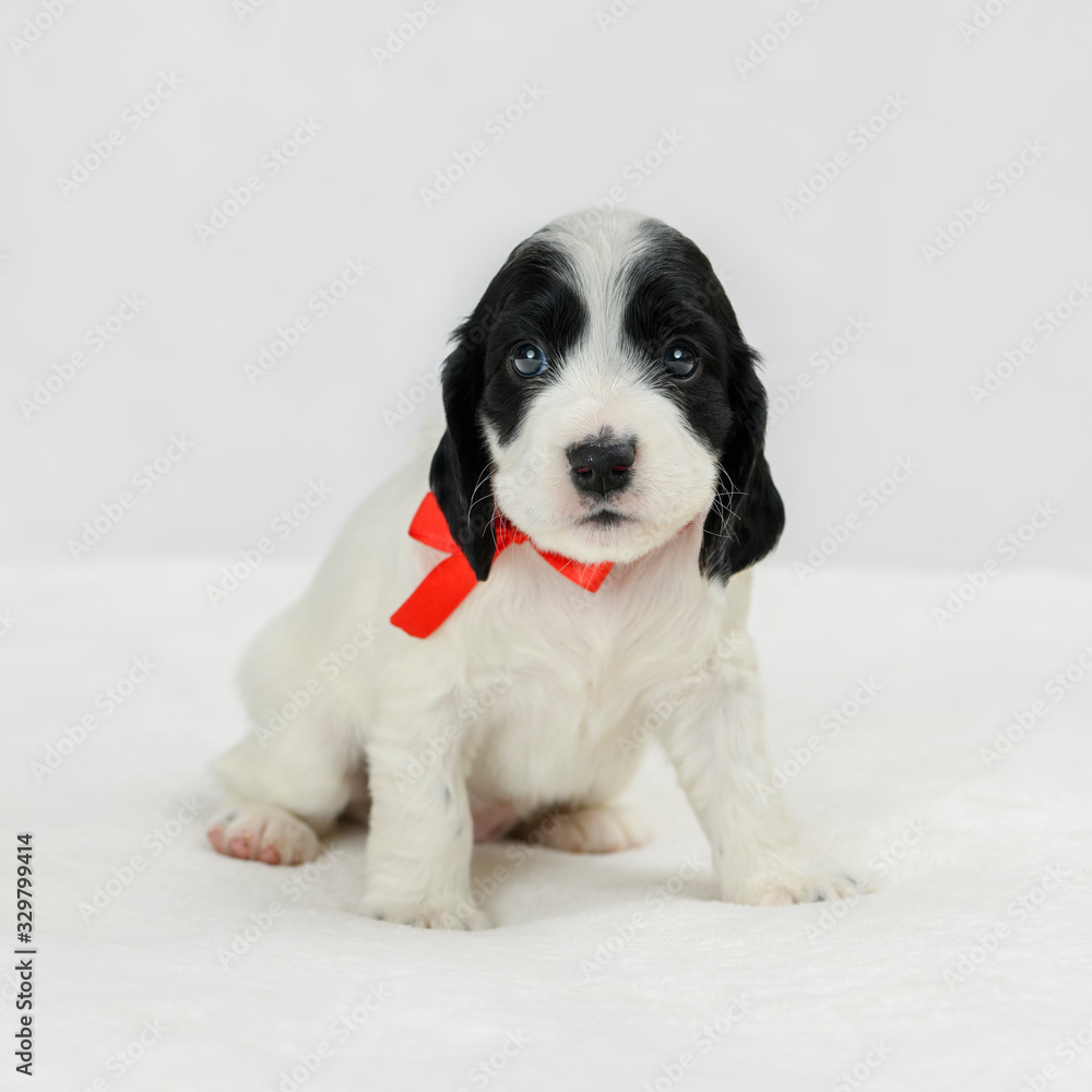 The adorable little puppy of breed of spaniel with red ribbon on its neck is sitting on the plaid in indoors.
