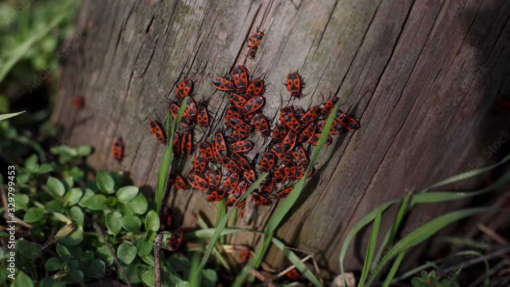 Fototapeta premium beetles on the tree