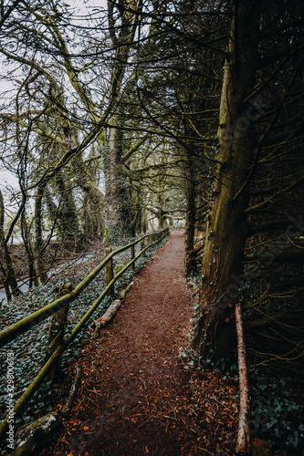 traumhafter Weg im Wald