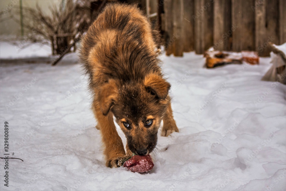 Naklejka premium dog in snow