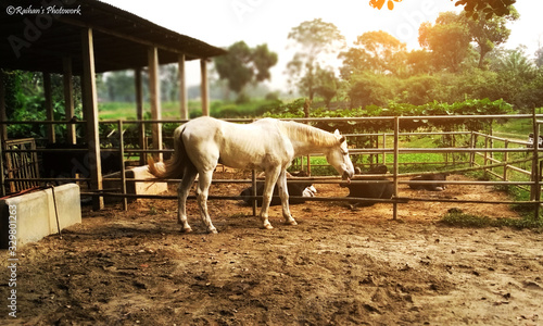 Horse_in_farm_clicked_by_Raihan