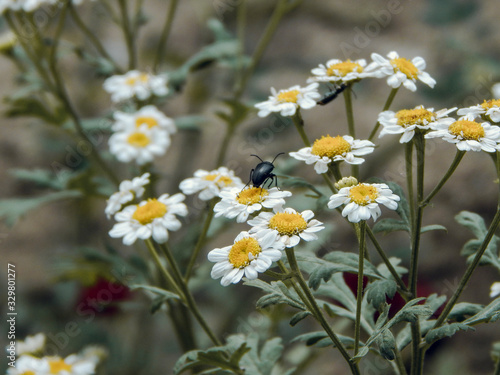 white flowers in the garden © Alena
