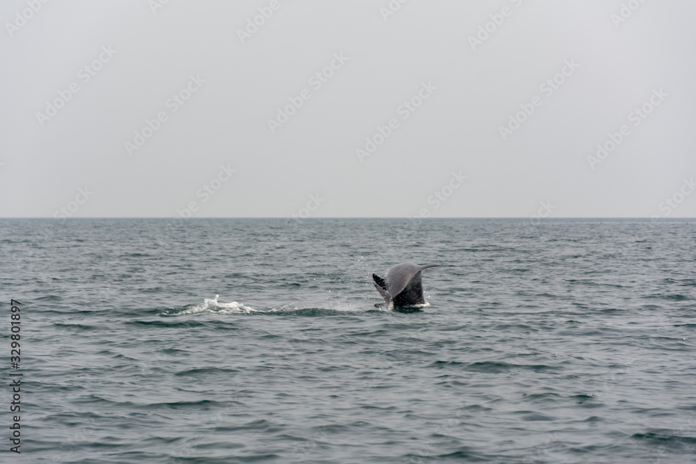 Hunting Dolphins in Persian Gulf Hunting Dolphins in Persian Gulf