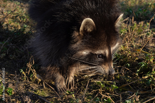 Raccoon face close up. Raccoon looks around.