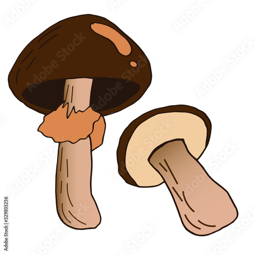 Mushroom hand drawn vector illustration. Isolated Sketch food drawing. Organic vegetarian product for menu, label, packaging
