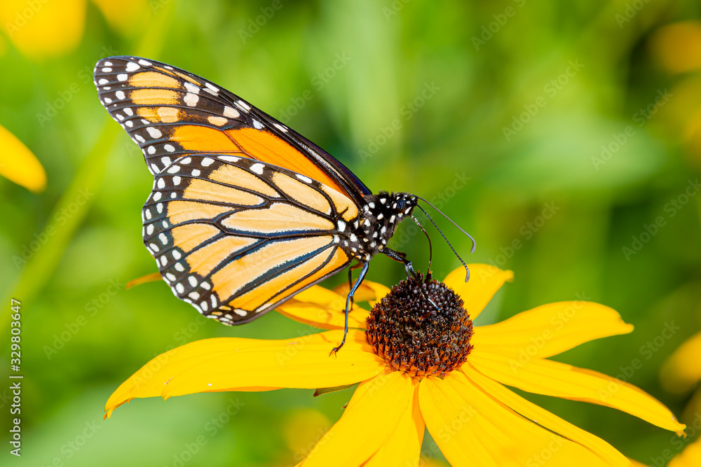 Milkweed butterfly gathering nectar from a yellow rudbeckia flower Milkweed butterfly gathering nectar from a yellow rudbeckia flower