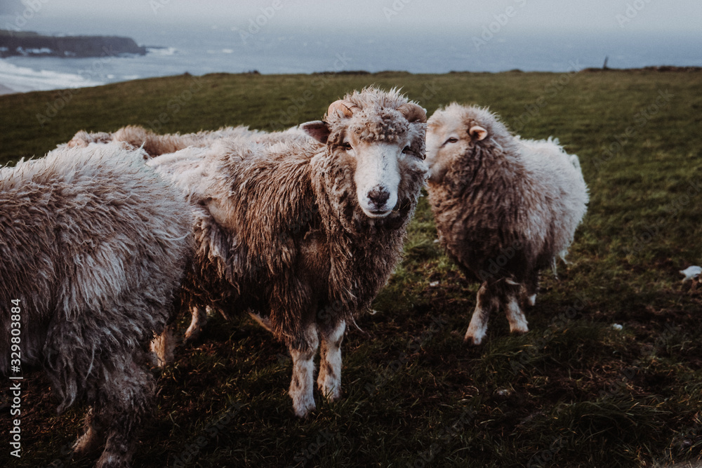 Irland | Schaf