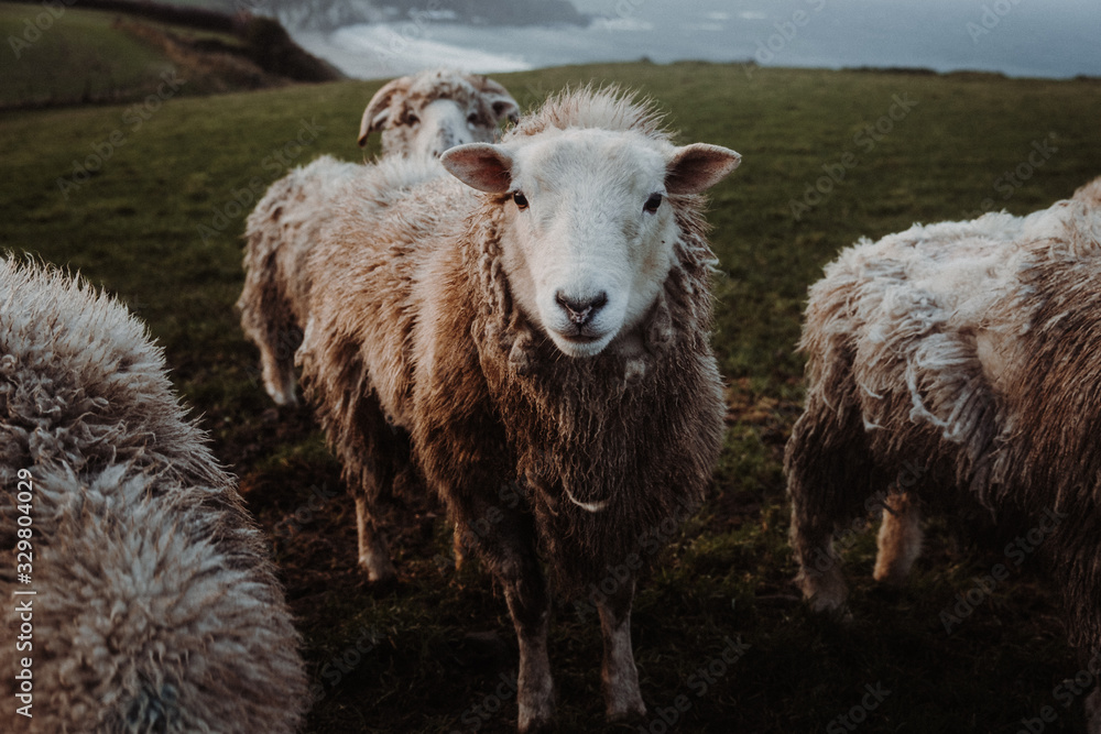 Irland | Schaf