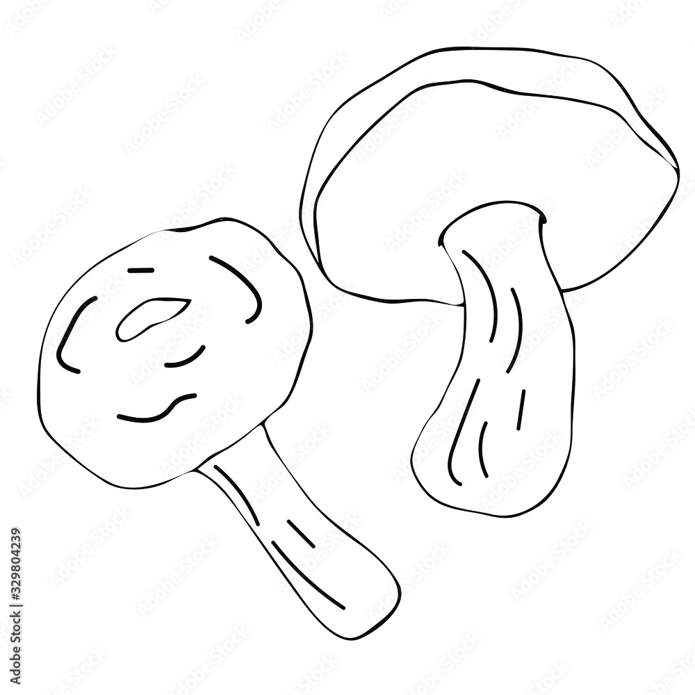 Mushroom hand drawn vector illustration. Isolated Sketch food drawing. Organic vegetarian product for menu, label, packaging Mushroom hand drawn vector illustration. Isolated Sketch food drawing. Organic vegetarian product for menu, label, packaging