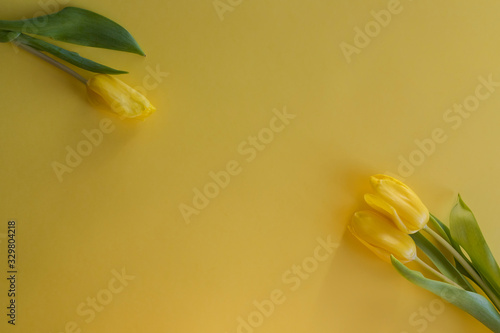 Three yellow tulips flat lay on yellow background lying in the sunshine