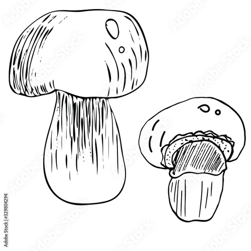 Mushroom hand drawn vector illustration. Isolated Sketch food drawing. Organic vegetarian product for menu, label, packaging