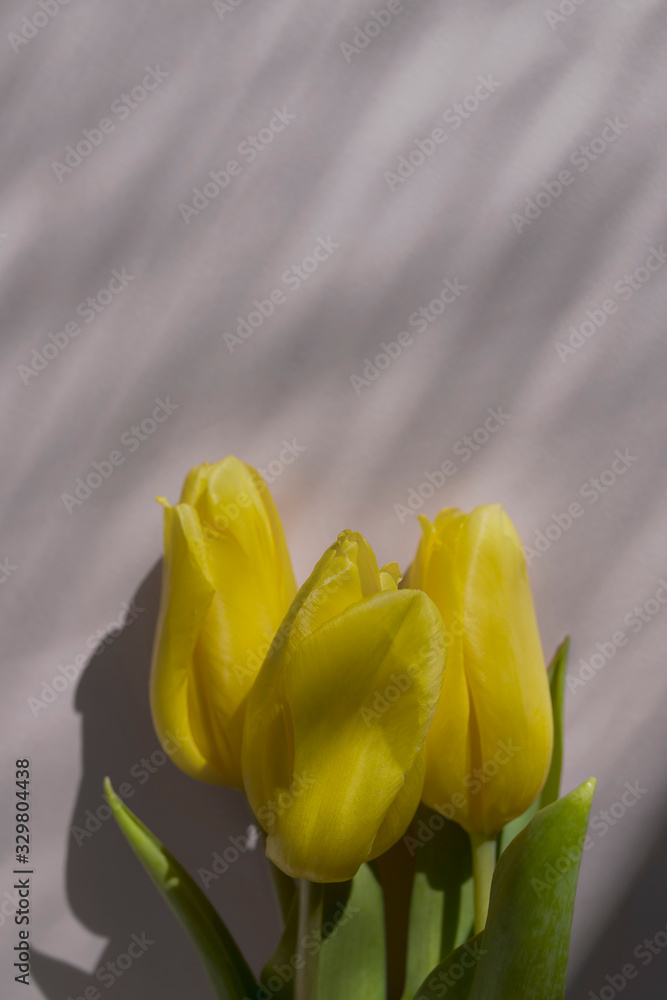 Three yellow tulips top view on white background lying in the sunshine