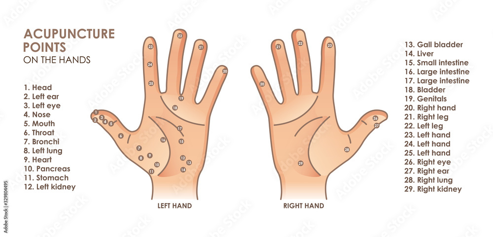 Acupuncture points on the hands. With description of the corresponding  Internal organs and body parts. Alternative medicine Stock-Vektorgrafik |  Adobe Stock