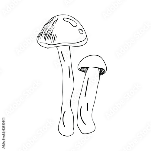 Mushroom hand drawn vector illustration. Isolated Sketch food drawing. Organic vegetarian product for menu, label, packaging