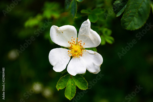 Quadro su tela White flower with pollen on stamens.