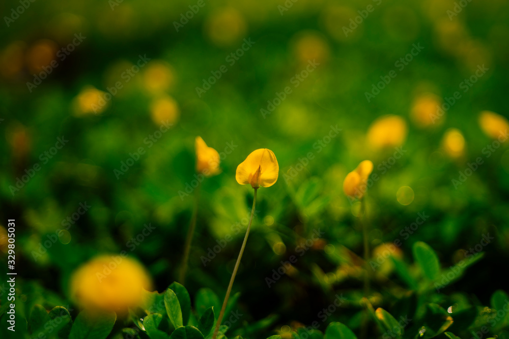 Obraz premium Macro Photography