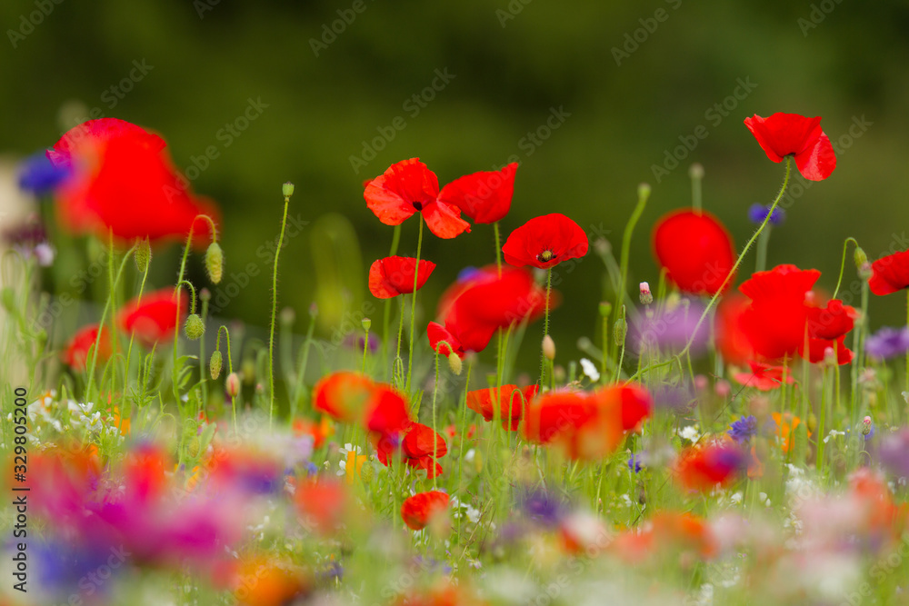 Obraz premium Blumenwiese mit Klatzschmohn