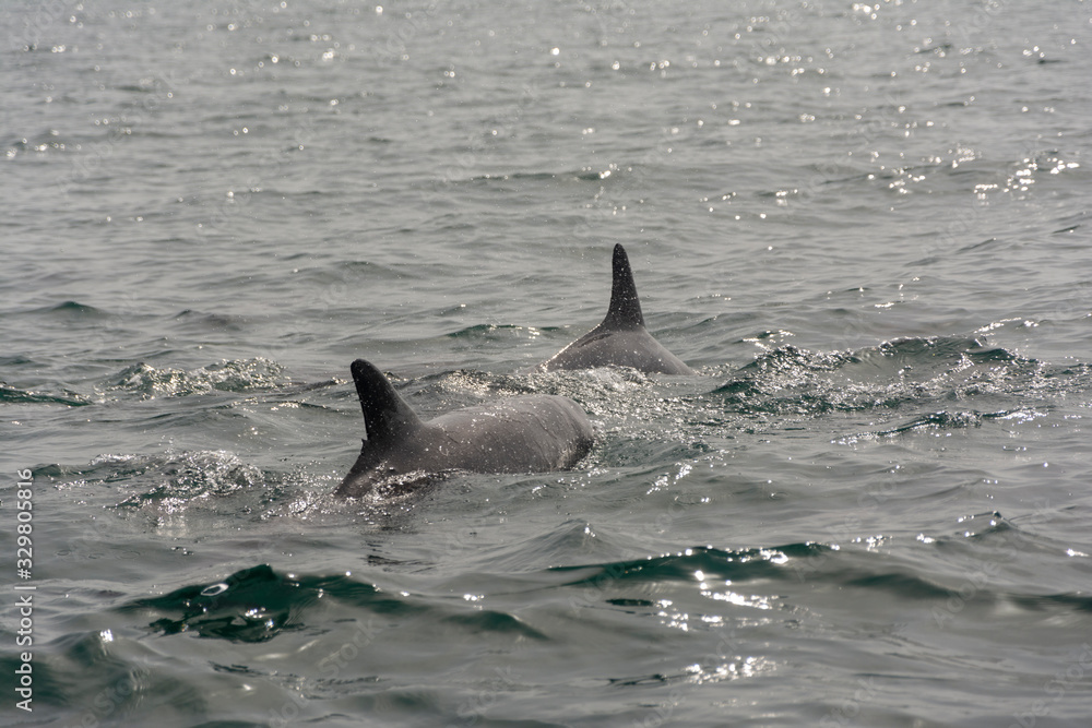 Naklejka premium Hunting Dolphins in Persian Gulf