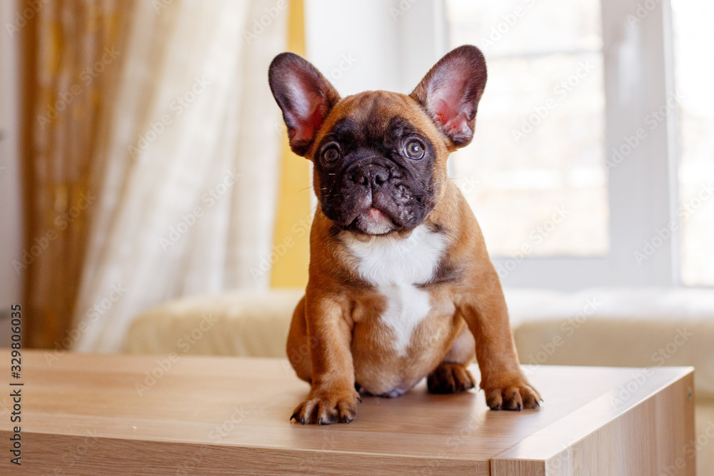 cute little french bulldog puppy at home looks like cute, funny pets