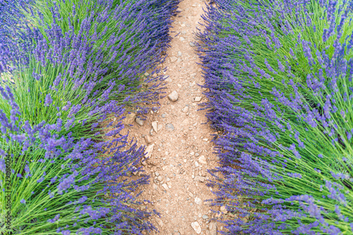 Closeup lavender field top view. Spring summer seasonal nature field landscape 