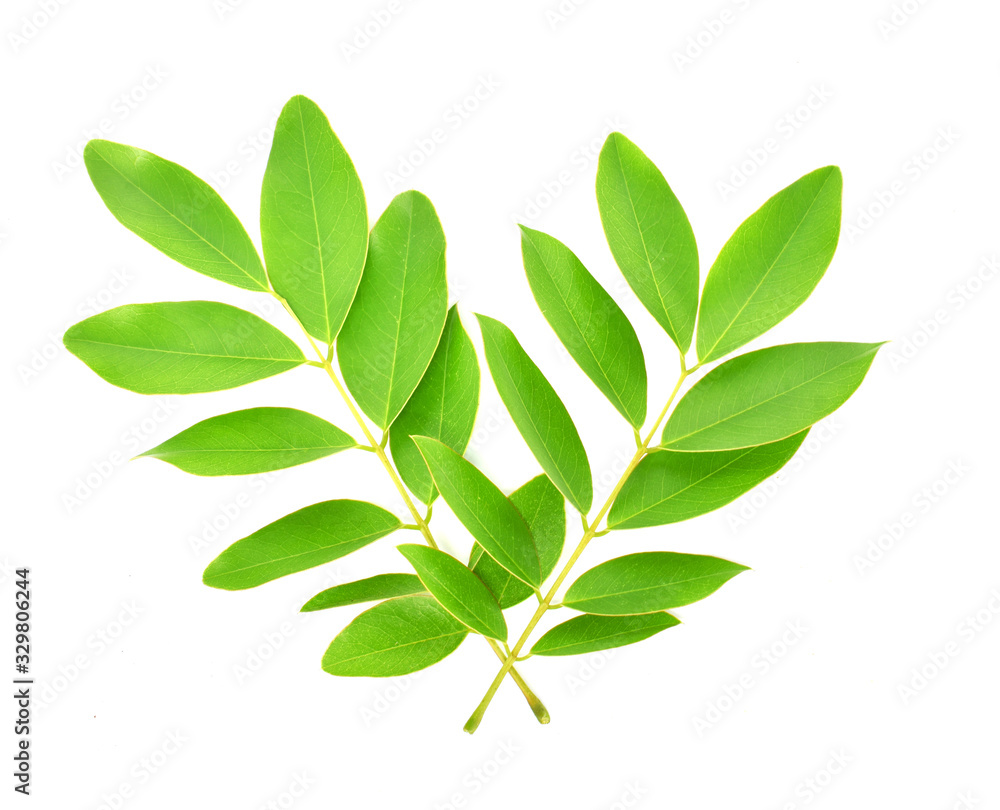 Naklejka premium branch with green leaves isolated on white