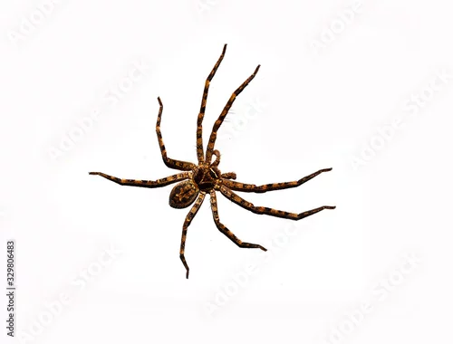 Fototapeta na wymiar spider isolated on white background