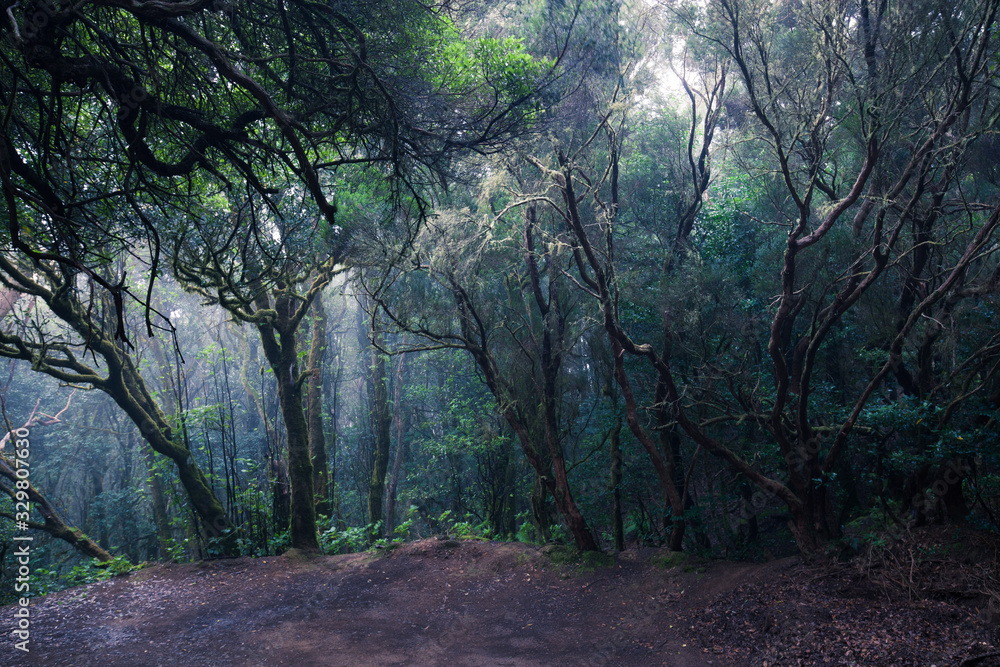 path through a dark forest. Misty woodland landscape path through a dark forest. Misty woodland landscape