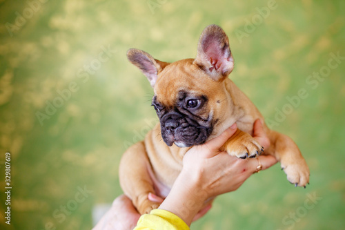 French bulldog puppy at home © Olesya Pogosskaya